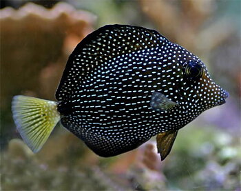 Zebrasoma gemmatum (reef safe)