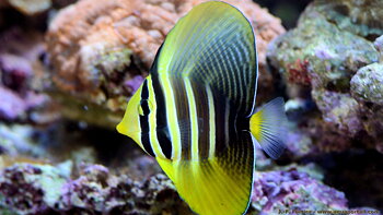 Zebrasoma veliferum (reef safe)