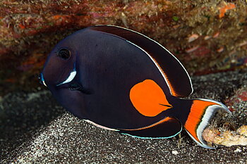 Acanthurus achilles (reef safe)