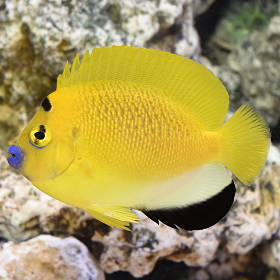 Apolemichthys trimaculatus - 2