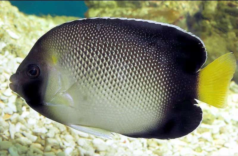 Apolemichthys xanthurus