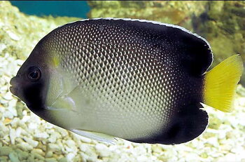 Apolemichthys xanthurus