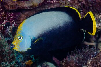 Chaetodontoplus melanosoma