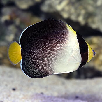 Chaetodontoplus mesoleucus