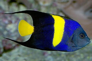 Pomacanthus asfur 