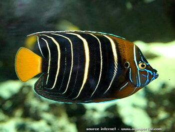 Pomacanthus chrysurus 