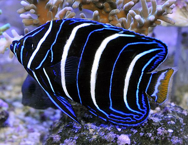 Pomacanthus chrysurus  - 2