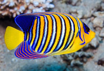 Pygoplites diacanthus (Red Sea)