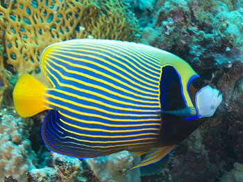 Pomacanthus imperator 