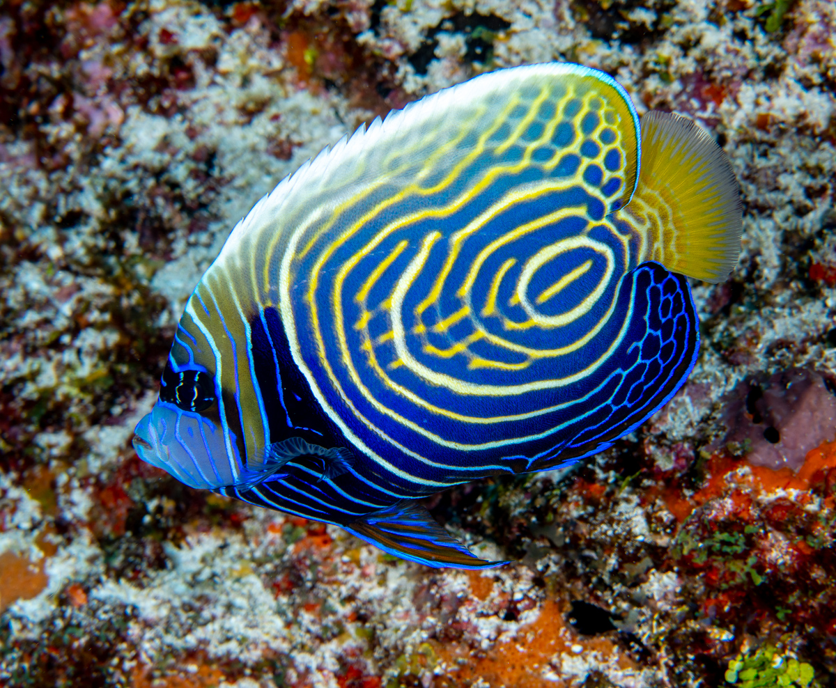 Pomacanthus imperator  - 2