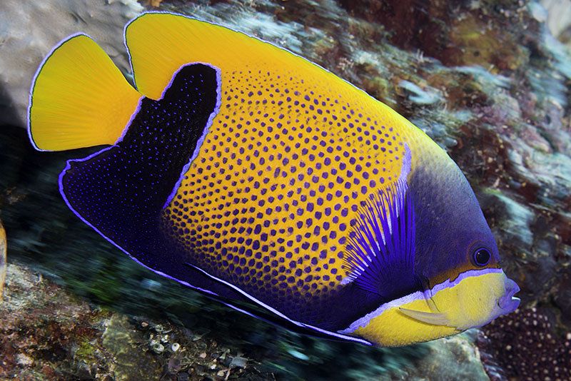 Pomacanthus navarchus 