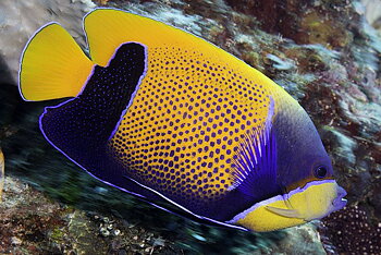 Pomacanthus navarchus 