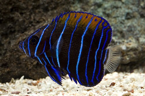 Pomacanthus navarchus  - 2