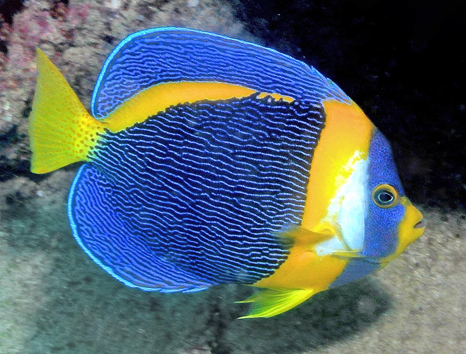 Chaetodontoplus duboulayi  
