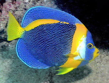 Chaetodontoplus duboulayi  
