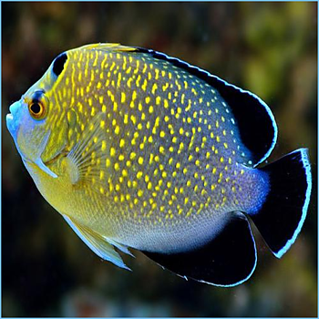 Apolemichthys xanthopunctatus 