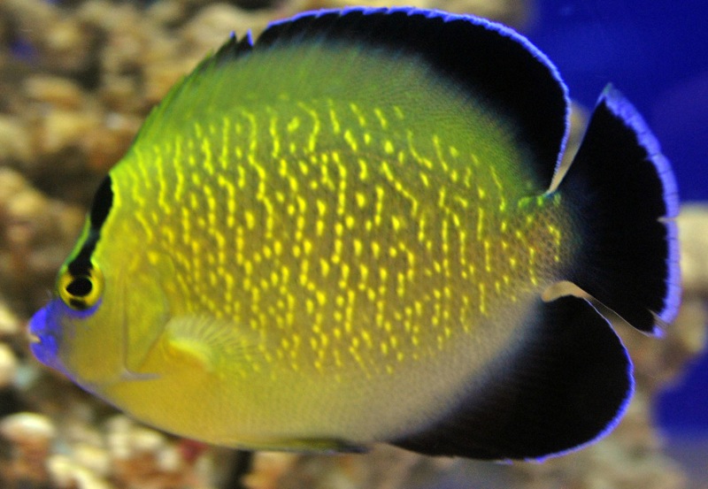 Apolemichthys xanthopunctatus  - 2