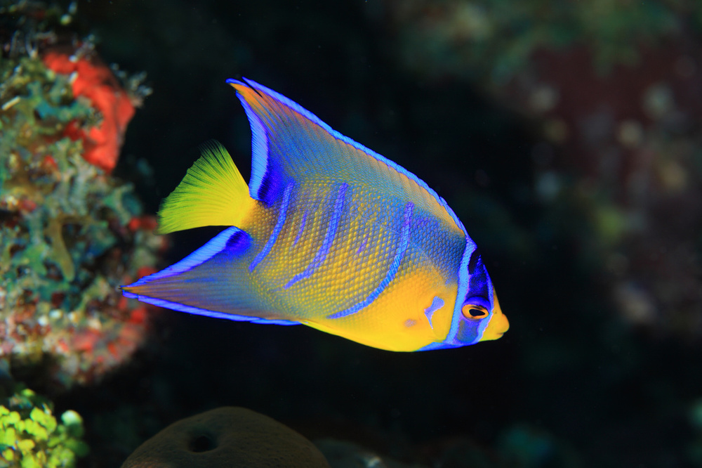 Holacanthus ciliaris  - 2