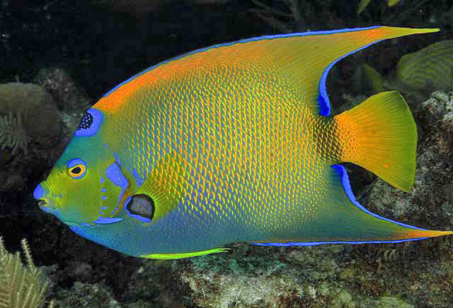 Holacanthus ciliaris 