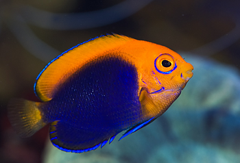 Centropyge acanthops  