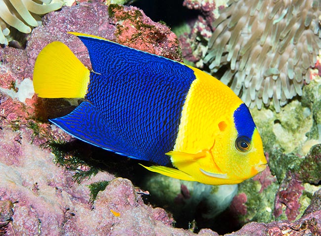 Centropyge bicolor  
