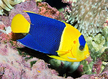 Centropyge bicolor  