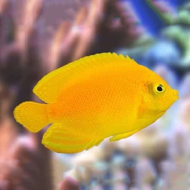 Yellow Angelfish (Centropyge Heraldi) Petco