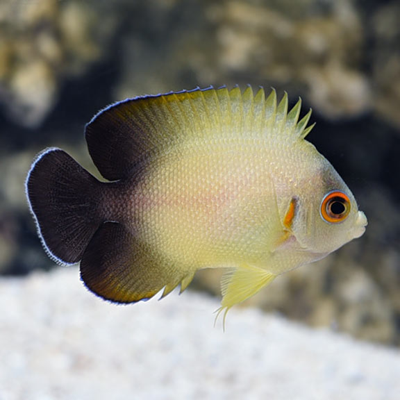 Centropyge vrolikii 