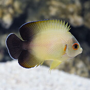 Centropyge vrolikii 