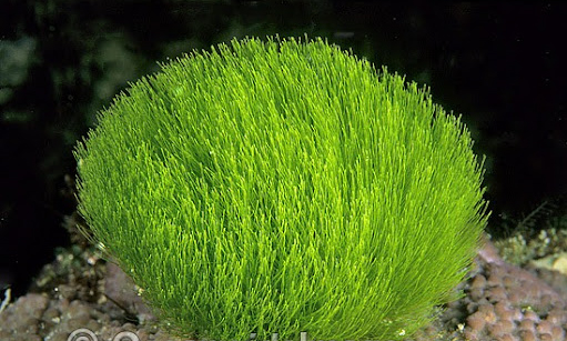 Chlorodesmis fastigiata