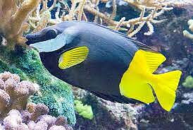 Siganus uspi (reef safe)