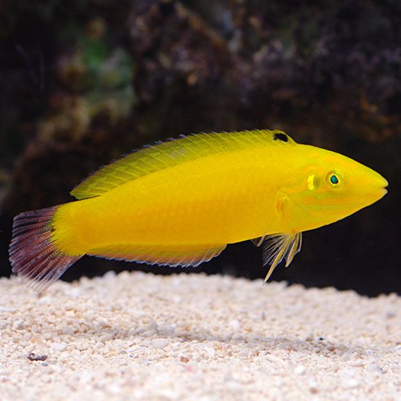 Halichoeres chrysus