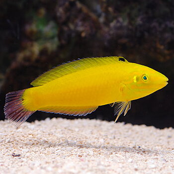 Halichoeres chrysus