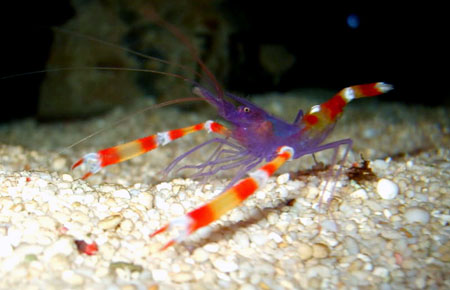 Stenopus tenuirostris (reef safe )