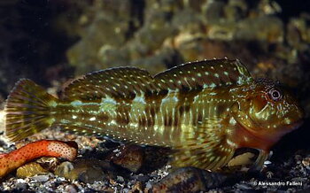 Scartella cristata (reef safe)
