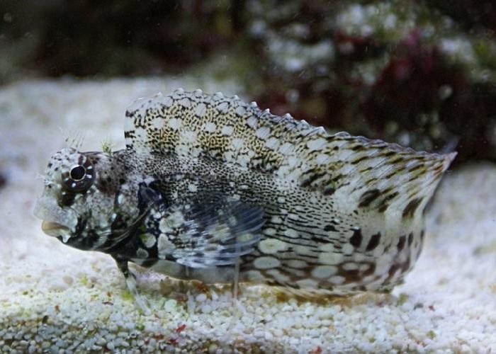 Salarias fasciatus (reef safe)