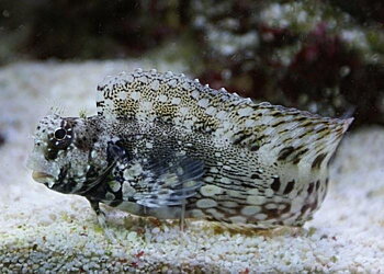 Salarias fasciatus (reef safe)