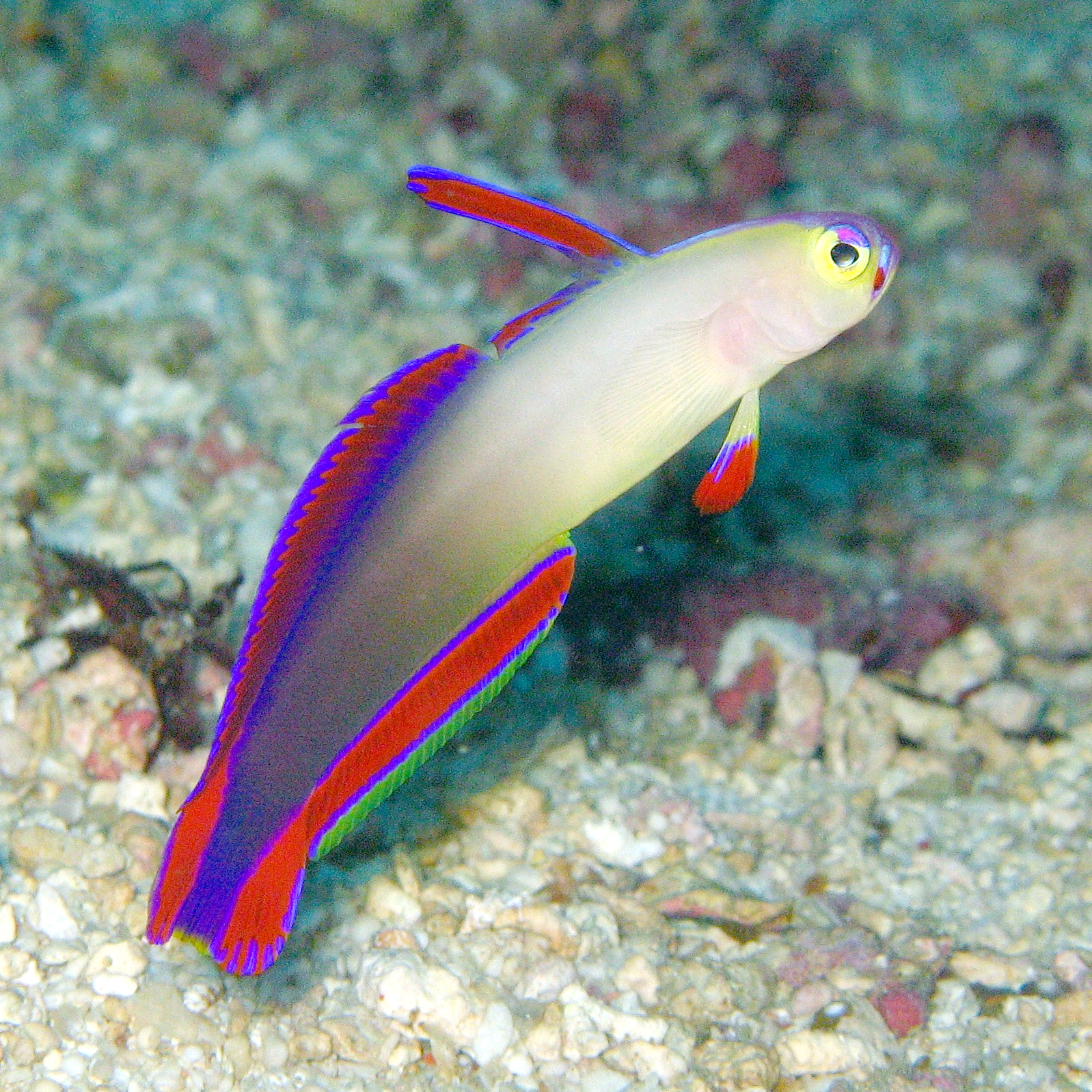 Nemateleotris exquisita (reef safe)