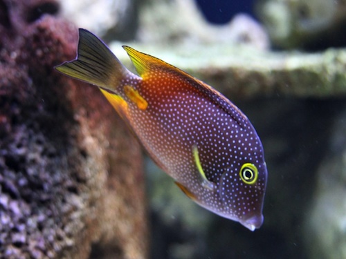 Ctenochaetus truncatus (reef safe)