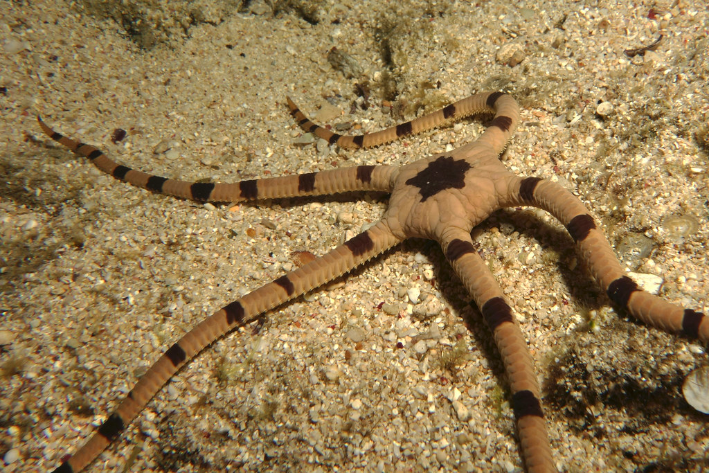 Ophiolepis superba (reef safe)
