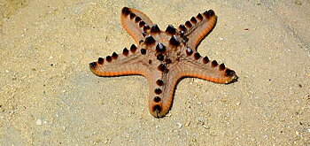 Protoreaster nodosus
