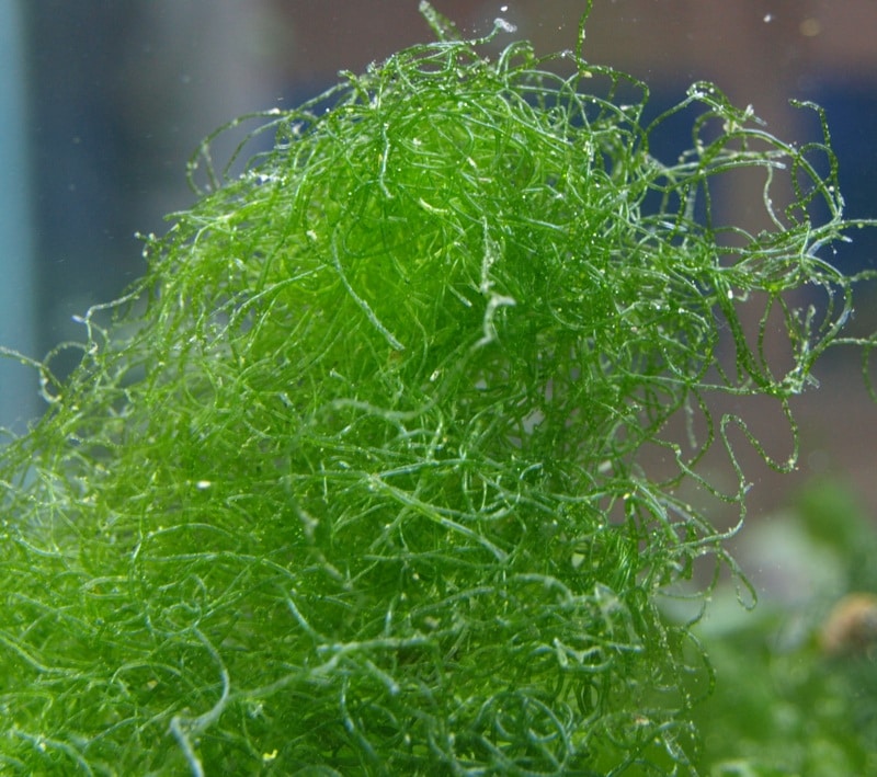 Chaetomorpha algae