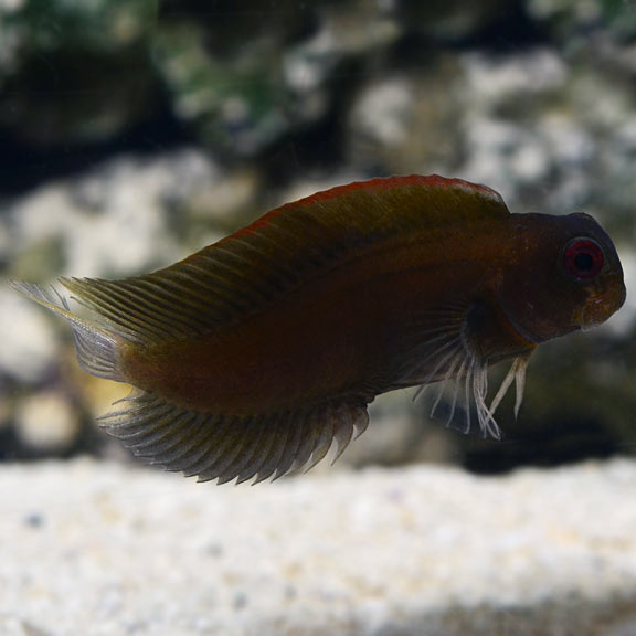 Atrosalarias fuscus (reef safe)