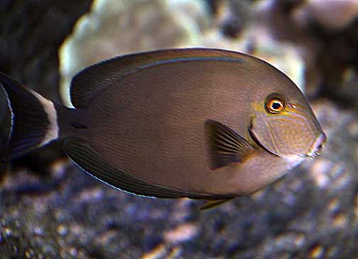 Acanthurus blochii (reef safe)
