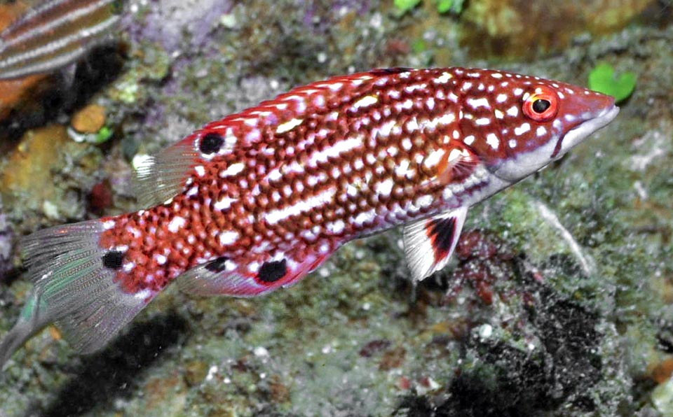 Bodianus diana (reef safe)