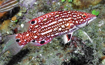 Bodianus diana (reef safe)