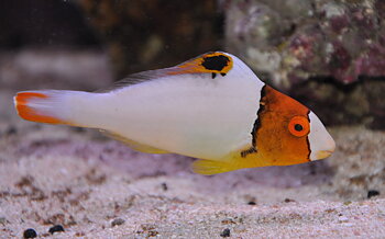 cetoscarus bicolor (reef safe)