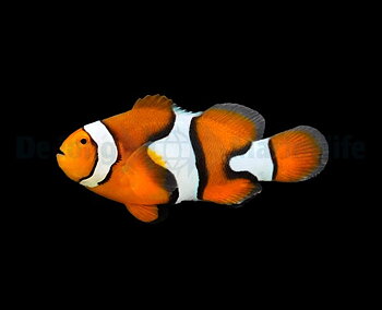 Amphiprion percula par (reef safe)