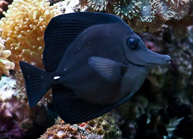 Zebrasoma rostratum (reef safe)