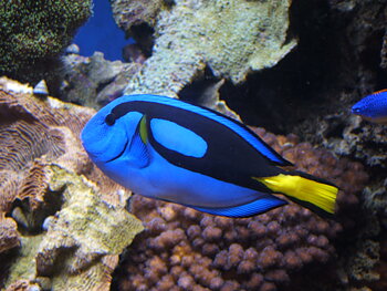Paracanthurus hepatus T.B / odlad (reef safe)